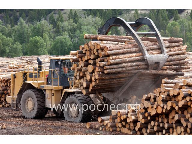 Владимир Путин поручил запретить экспорт необработанной древесины  с 1 января 2022 г.