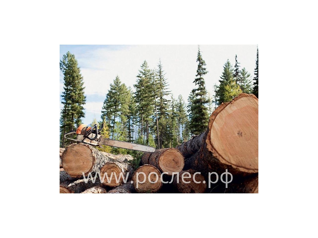 Госдума приняла закон о единой системе учета сделок с древесиной