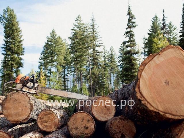 Госдума приняла закон о единой системе учета сделок с древесиной