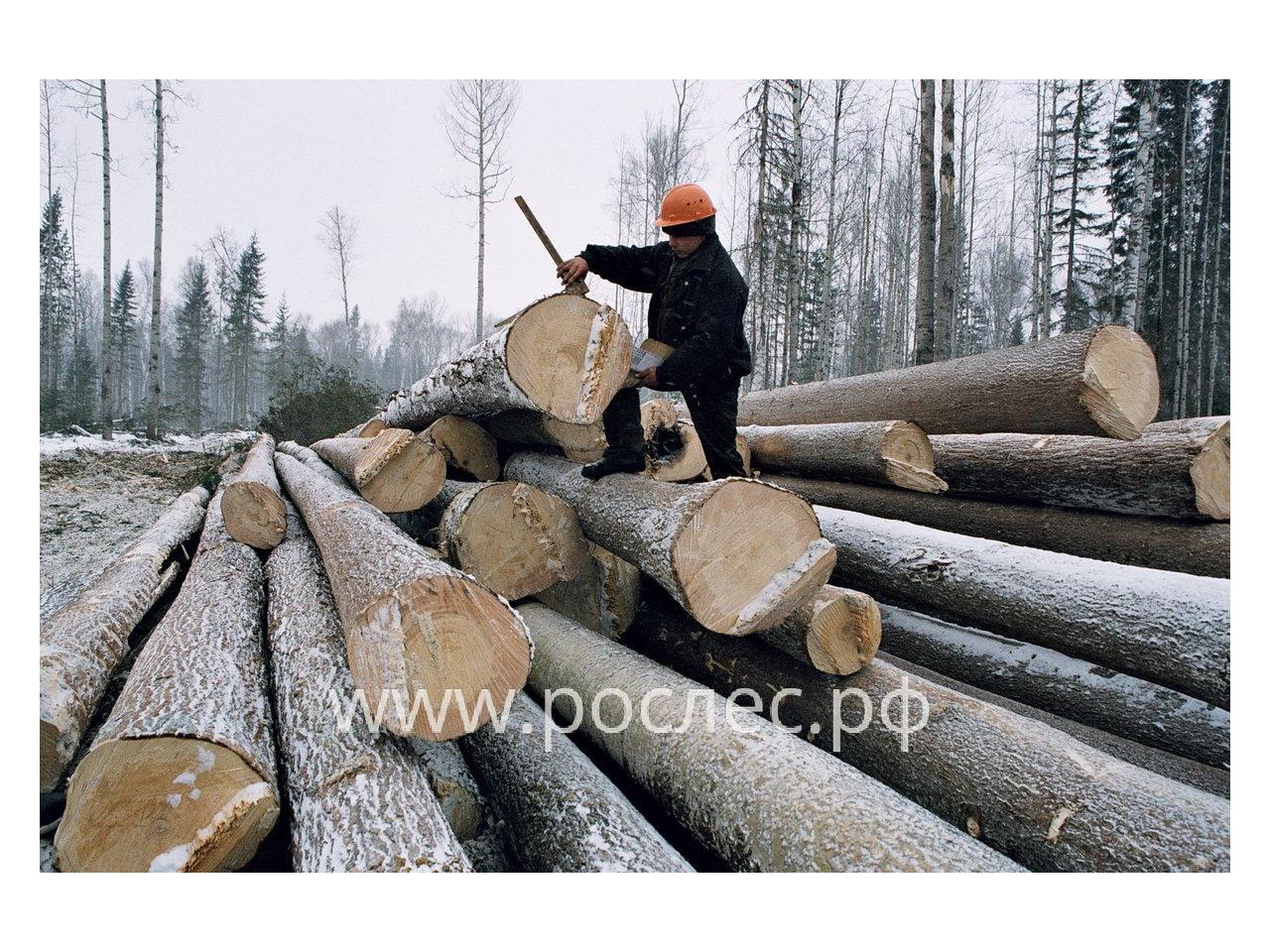 Россия стала первой в мире по площади экосертифицированных лесов