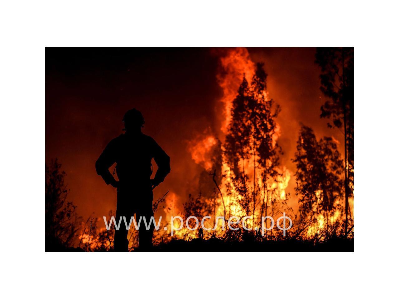 В России могут в 10 раз повысить штрафы за лесные пожары 