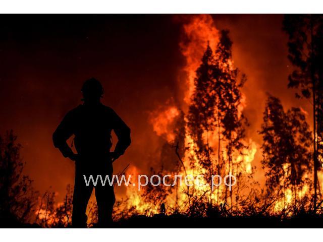 В России могут в 10 раз повысить штрафы за лесные пожары 