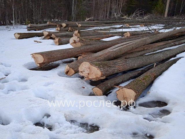 Стало известно о дефиците древесины в России.