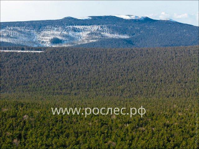 Медведев VS Трутнев: крупные чиновники поделят дальневосточные леса