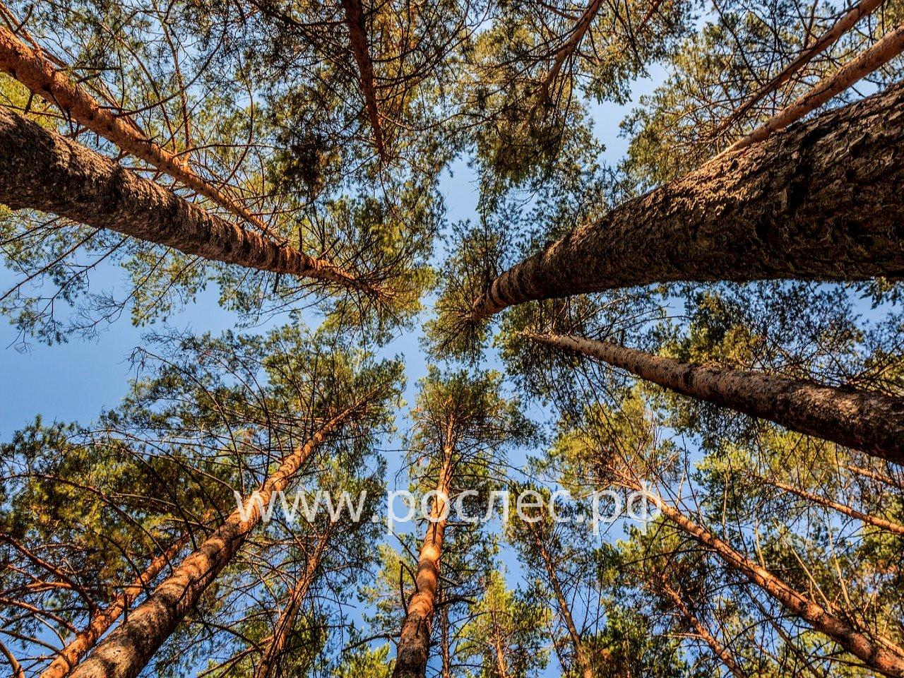 Запасы   древесины  на корню  в России составляют 111 млрд куб. м.