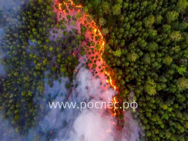 Greenpeace назвал 2021 год рекордным по площади лесных пожаров в России с начала века
