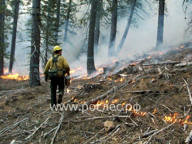 Глава Рослесхоза Иван Советников развеял миф о поджоге леса ради сокрытия незаконных вырубок