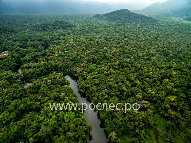 «Глобальная оценка лесных ресурсов 2020 года» (ОЛР–2020)