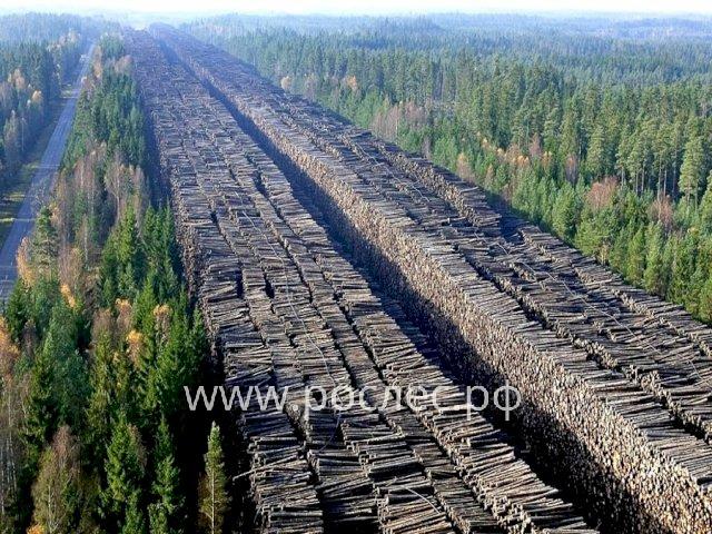 У кого Segezha Group приобрела сразу несколько деревообрабатывающих заводов в Иркутской области и  Красноярском крае.  