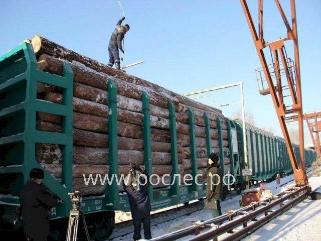 С 1 января 2022 года вступили в силу ограничения на экспорт и QR-коды на внутреннюю перевозку лесоматериалов в России.