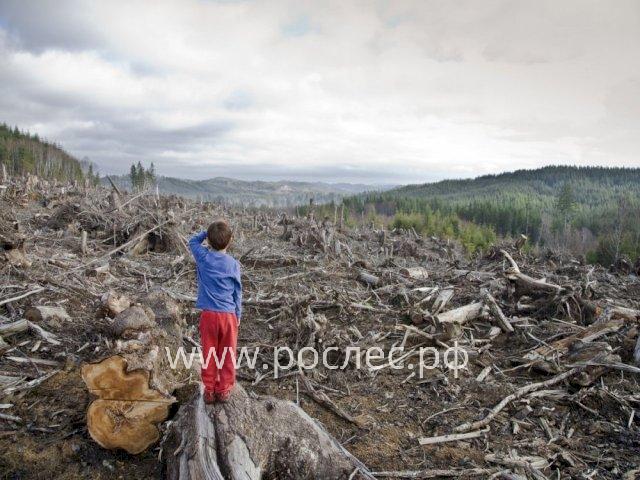 Ситуация хуже, чем кажется: в России уничтожение лесов идет быстрее восстановления