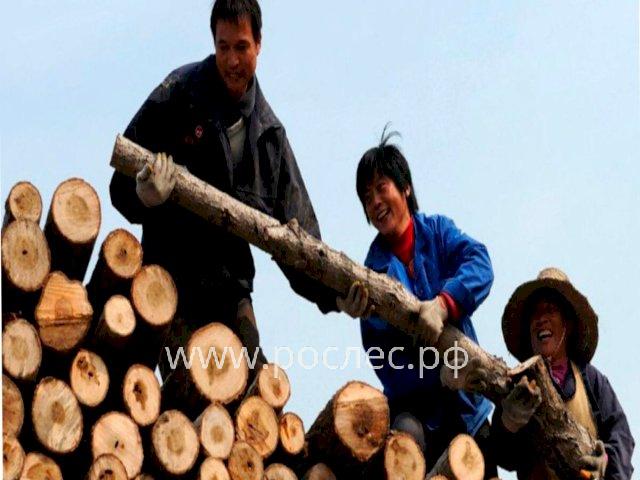Китайцам отдадут дальневосточный лес 