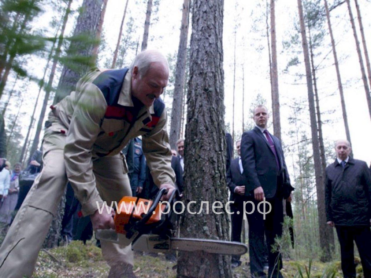 «Придется срочно углублять переработку». Как отреагировал бизнес на запрет экспорта белорусского леса в ЕС
