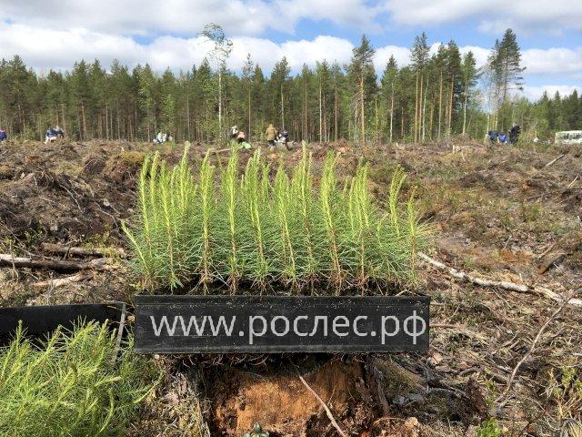 В 2021 году площадь лесовосстановления в России впервые превысила площадь вырубки