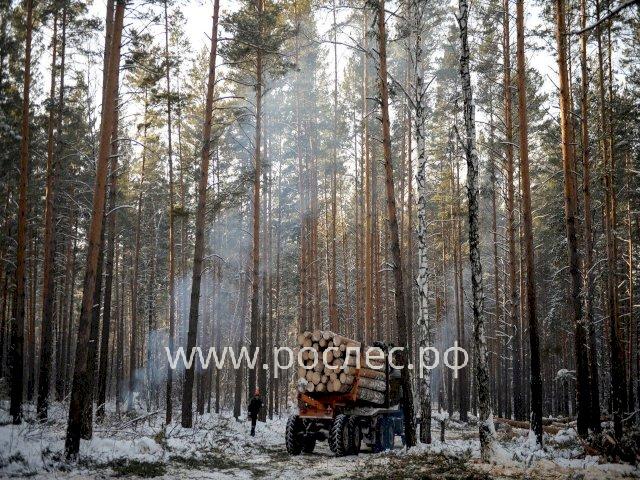 Путь к хаосу: Рослесхоз утвердил план проведения лесоустройства на 2022 год