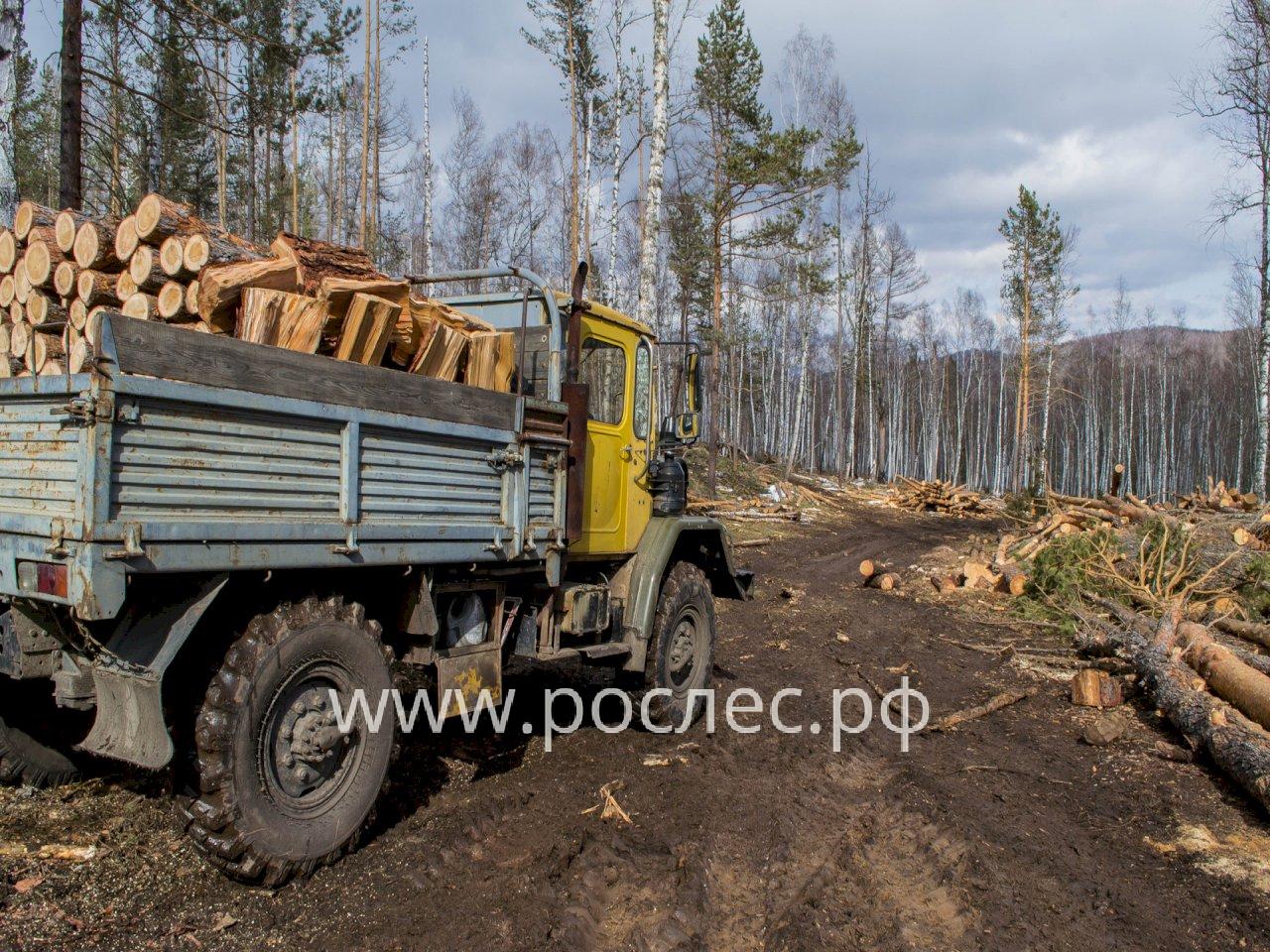 Для россиян изменили порядок покупки древесины для собственных нужд