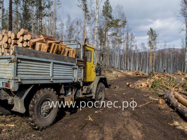 Для россиян изменили порядок покупки древесины для собственных нужд