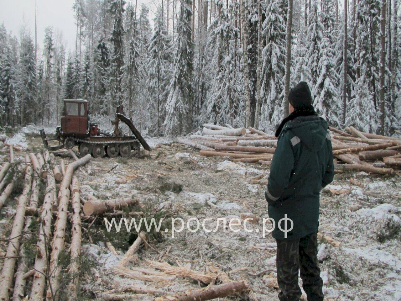 Новая лесная политика в действии: в Красноярском крае значительно сократился объем незаконной заготовки леса