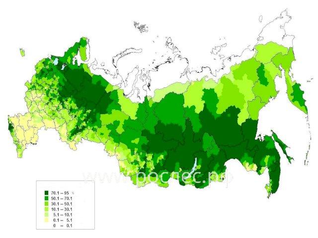 Какие леса распространены на территории России? Типы и описание 