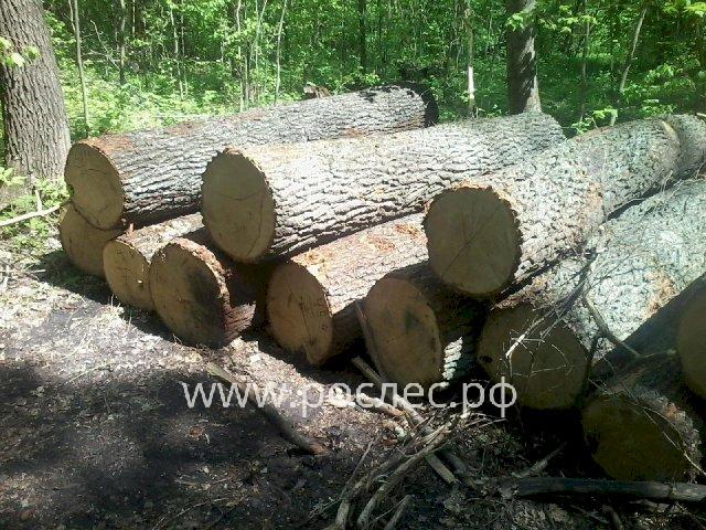 В Туапсинском районе «черные лесорубы» за полтора года уничтожили деревья на 240 млн рублей