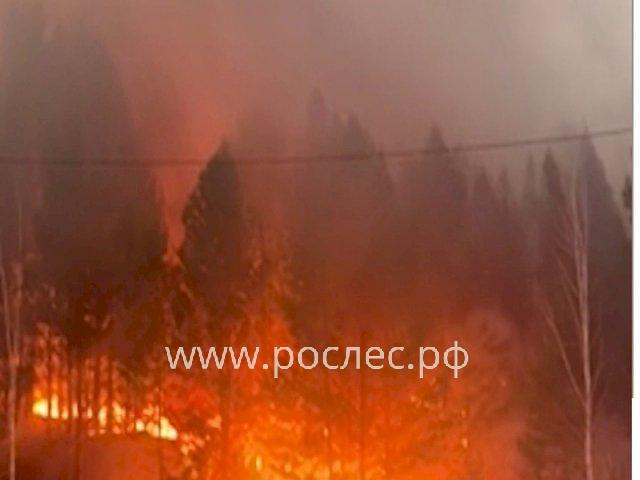 В Красноярском крае горят леса