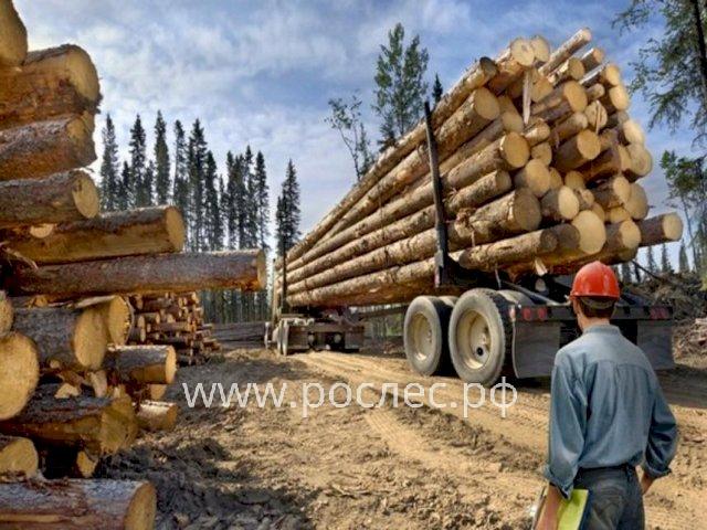 Заготовка леса в некоторых регионах  России снизилась до  30% за последние полгода