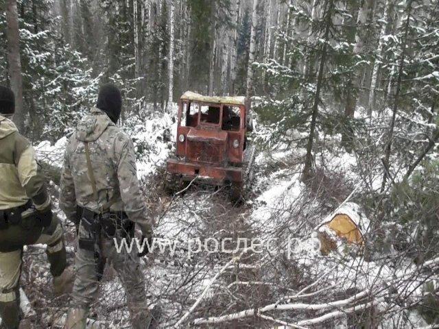 В Приангарье задержали членов ОПГ за контрабанду леса на 284 млн