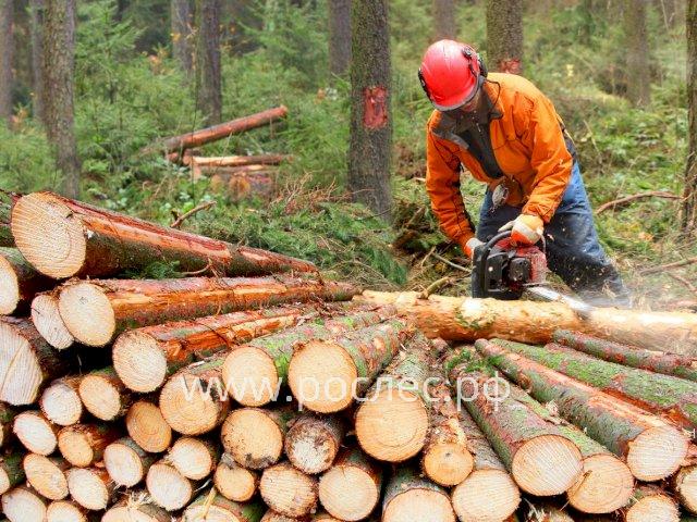 В России упали цены на круглый лес из-за перенасыщения внутреннего рынка