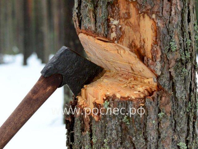 «Гринпис»: больше всего рубят лес в средней полосе России