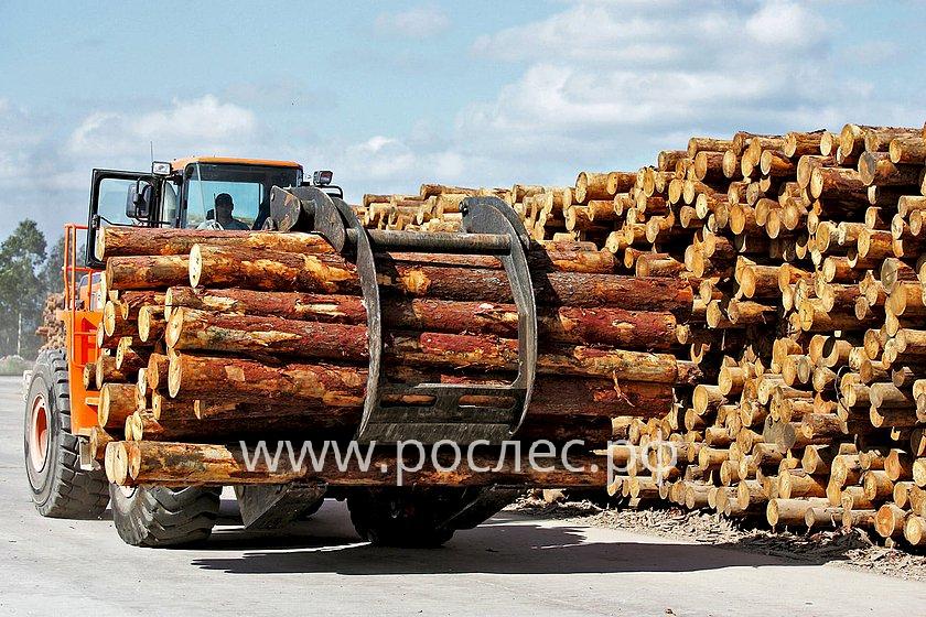 РосЛесХоз: Снижение заготовки древесины в 2022 году составило до 15%