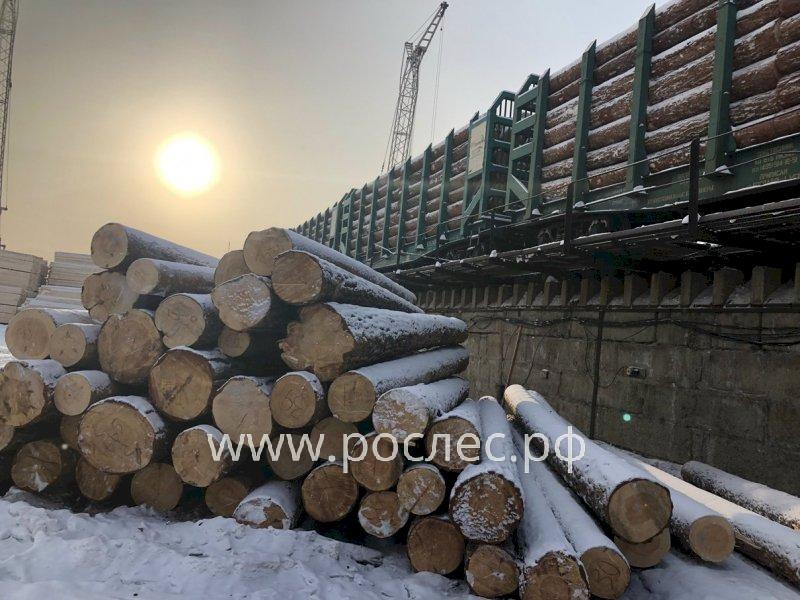 96 уголовных дел по контрабанде древесины возбудили в Сибири за 2022 год