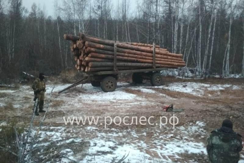 За  незаконную вырубку леса  получил штраф 1 миллион рублей и условный срок