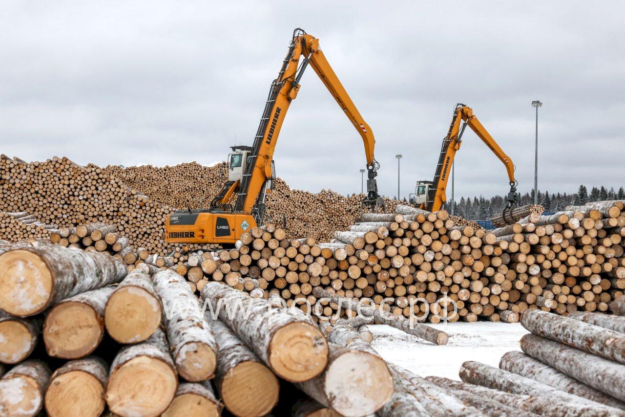 В правительстве Коми рассмотрят новые меры поддержки лесной отрасли