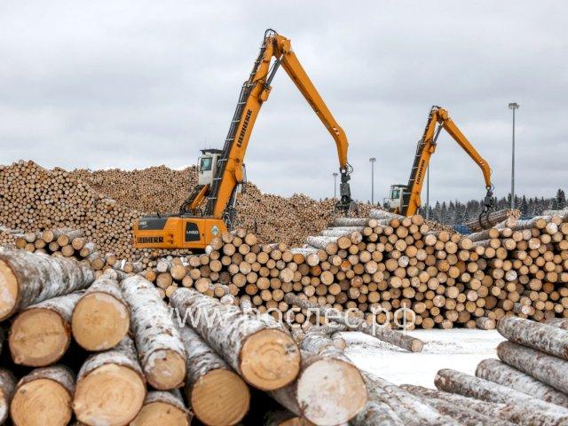 В правительстве Коми рассмотрят новые меры поддержки лесной отрасли