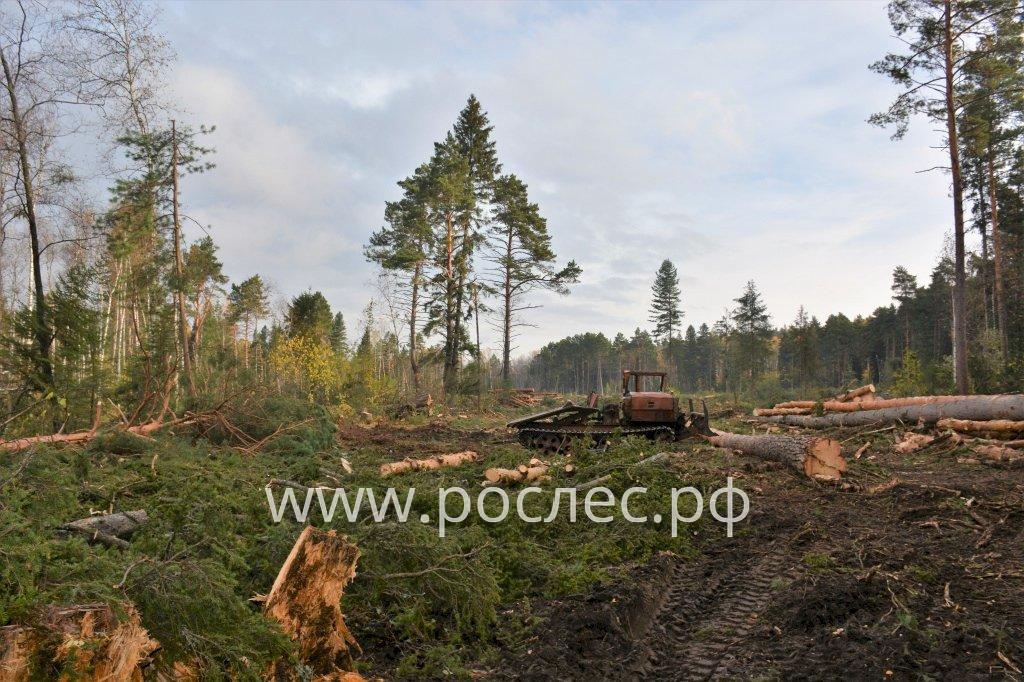 Вскрыта схема незаконной  вырубки российского леса и продажи в Китай