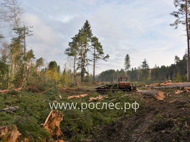 Вскрыта схема незаконной  вырубки российского леса и продажи в Китай