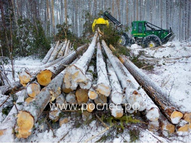 В  2022 году  в России снизился объем незаконной рубки леса