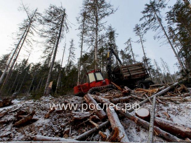 Масштабную незаконную вырубку на   104 миллиона рублей  нашли в Ленобласти.