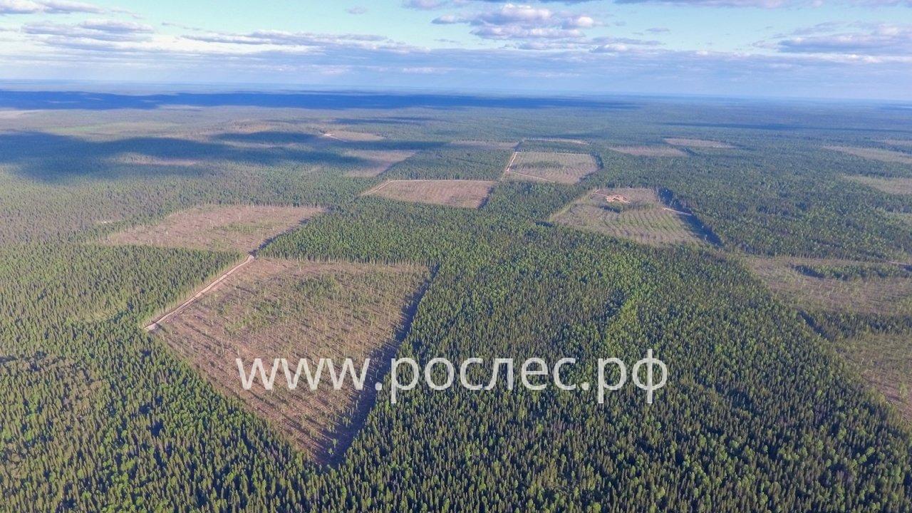 В Совете Федерации предложили Правительству наделить арендаторов лесных участков полномочиями охранять леса от пожаров, незаконных рубок  