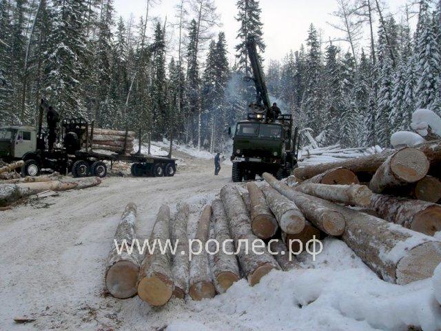 Российские заключенные сократили вырубку леса более чем на 30%