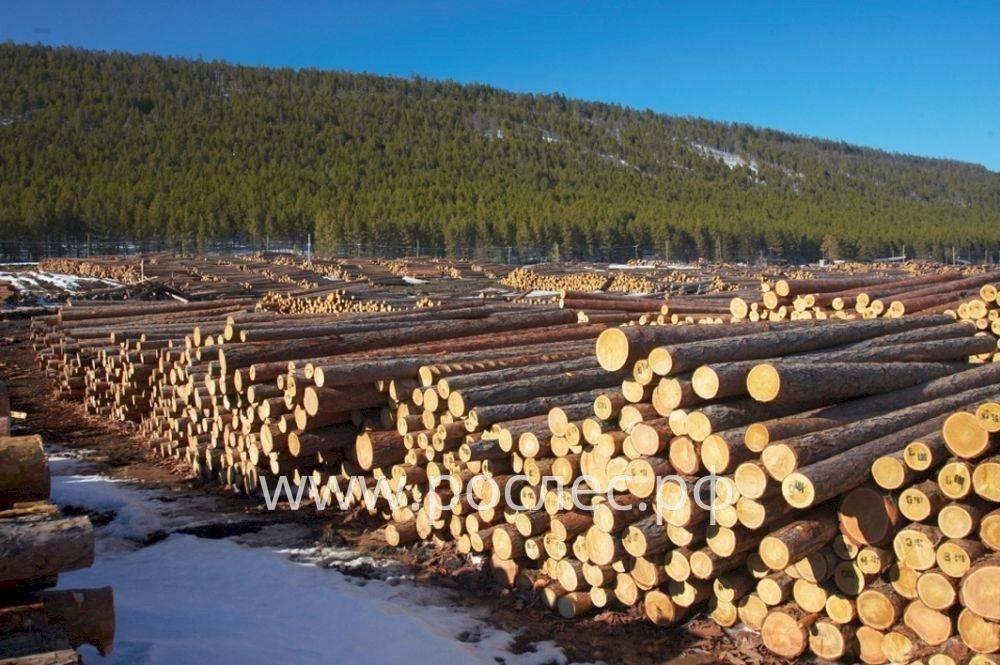 В центре внимания проблемы экспортеров лесопромышленной продукции