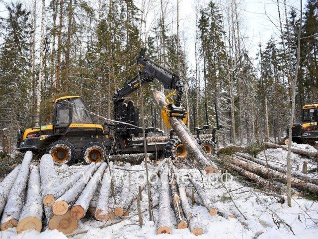 В Красноярском крае осудили главу союза лесопромышленников района за незаконную рубку леса