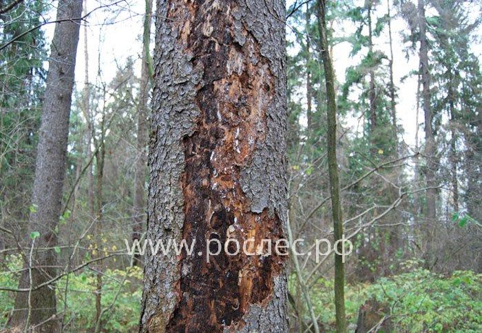 Metsä Group и CollectiveCrunch разработали приложение для выявления повреждений древесины