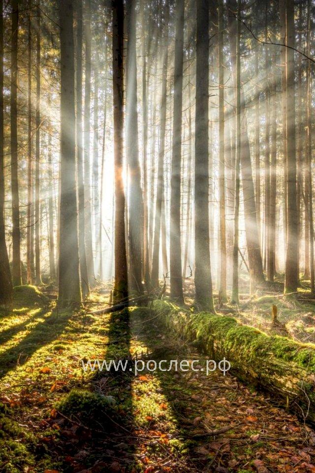 Рослесхоз: в I полугодии 2023 года в бюджет России поступило 24,5 миллиарда рублей лесных платежей