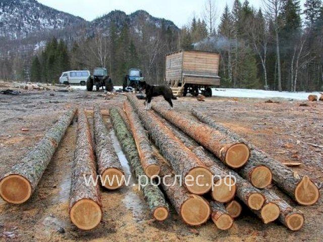 Глава Республики Алтай Олег Хорохордин провёл совещание по исполнению полномочий в области лесных отношений в Чойском и Турочакском районах.