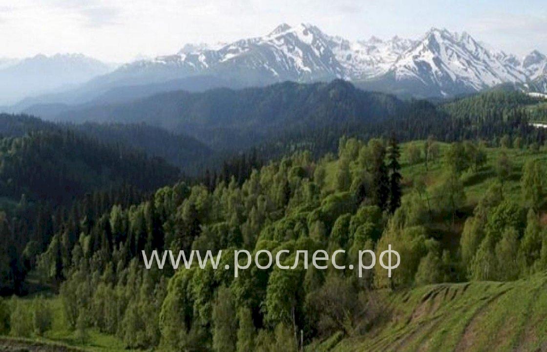 В Карачаево-Черкесии активно восстанавливают леса