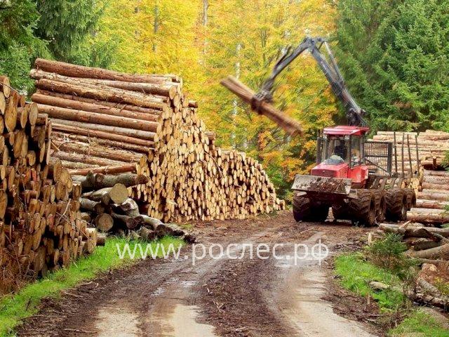Минэкономики Мордовии озвучило меры поддержки лесного комплекса 
