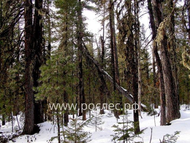 Татарстан станет пилотным регионом по заготовке перестойного леса