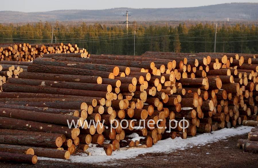 Экспорт леса лежит бревном Почему отрасль не может восстановиться после кризиса