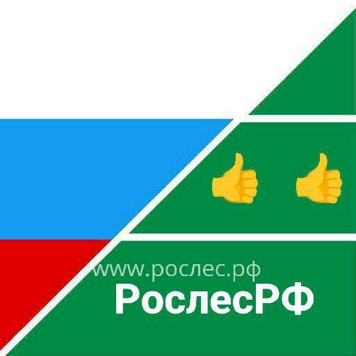 В Финляндии начался лесопромышленный кризис из-за запрета древесины из России